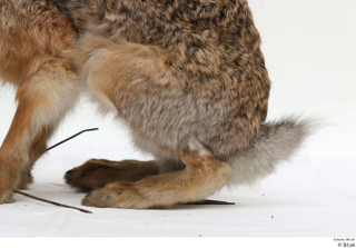 Hare  1 leg 0017.jpg